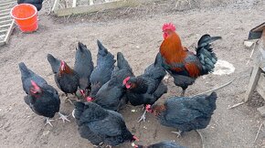 Forverky kuřata či nasadová vejce - 3