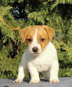 Jack Russel Terier - 3