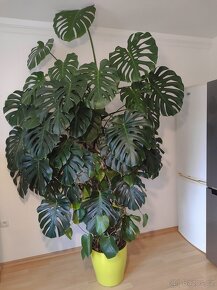 Monstera - 3