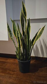 TCHÝNIN JAZYK – SANSEVIERIA 70 cm - 3