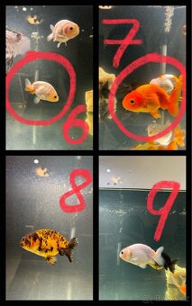 Závojnatky - Oranda - Ranchu - YuanBao - 3