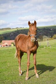 Nabízíme letošní hříbatka pony k prodeji - 3