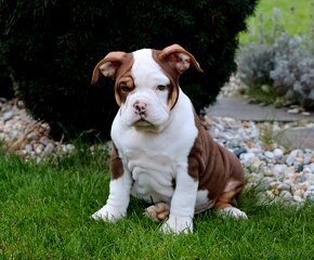 American Bully - 3