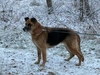 ROXY K ADOPCI - vděčná, nenáročná seniorka - 3