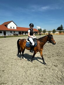 Sportovní PONY ČSP kat. B - NORMEN - 3