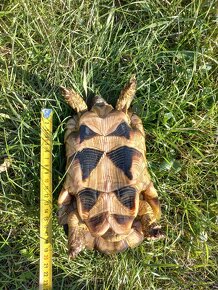 Prodám krásného samce Testudo marginata, želva vroubená - 3