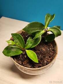 Peperomia pecuniifolia - 3