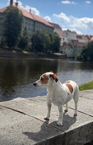 JR jack Russel na krytie - 3