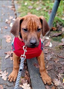 Rhodesian Ridgeback - 3