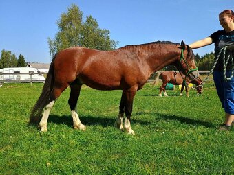 4 letý WELSH Mountain Pony (sekce A) - 3