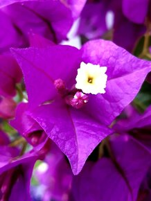 Bougainvillea, Bougainvilea, keře, tropické rostliny - 3