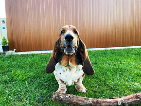 Basset Hound - 3