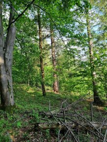 Lesní pozemek - 3