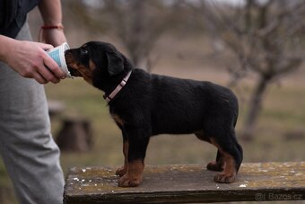 Beauceron - 3