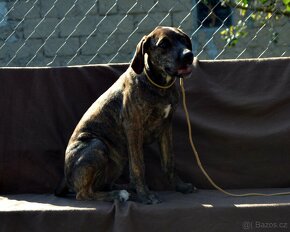 Louisiana Catahoula Louisiansky Leopardi Pes - 3