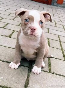 American Bully pocket - 3