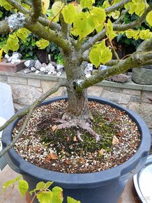 Lípa malolistá (Tilia cordata) bonsai - 3