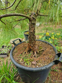Bonsai - Pinus wallichiana, Borovice himálajská - 3