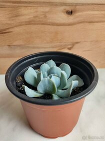 Echeveria runyonii - 3