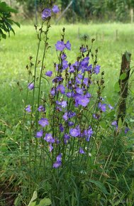 Zvonek broskvolistý - Campanula persicifolia 1000 semen 50 K - 3