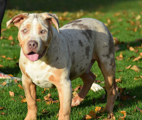 american bully XXL - pes -  lilac tri merle barvy - 3