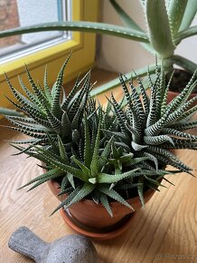 Haworthia - 3