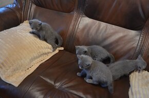 Ruská modrá koťátka s pp - 3