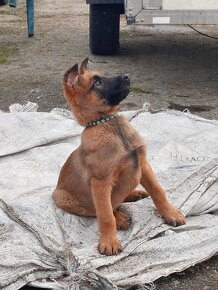 Belgický ovčák malinois bez PP - 3