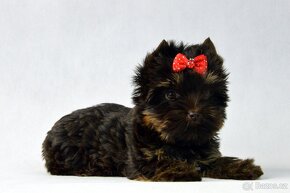 chocolate yorkshire terrier s PP - 3