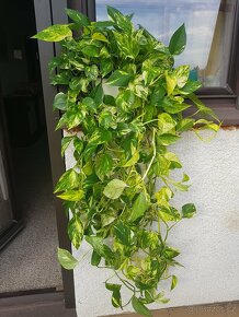 XXL pothos golden - 1.2m - 3