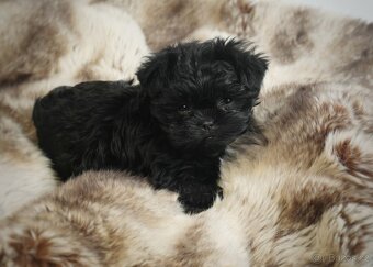 Affenpinscher girl FCI - 3