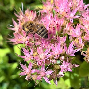 Rozchodnik vysoky Sedum telephonicum - 3