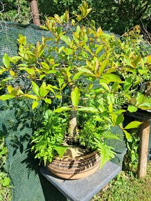 Bonsai Nyssa Sylvatica - 3