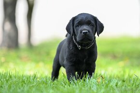 Labrador s PP - černá štěňátka - 3