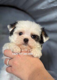 Maltipoo Morkie, 2,5 měsíce  boy male pejsek - 3