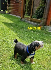 Appenzellský salašnický pes s PP - 3