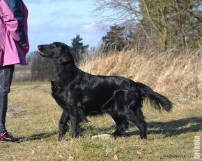 Flat Coated Retriever - s PP (zahraniční krytí ve Švédsku) - 3