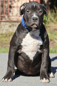 American bully XL s PP - 3