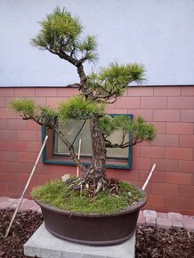 Borovice drobnokvětá bonsai - 3