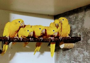 Guaruba-guarouba (golden conure) - 3