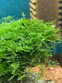 Mech Java Moss - 3