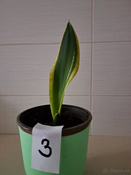 Sansevieria "tchynin jazyk" - 3