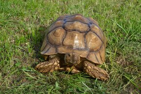 Samec želvy ostruhaté - C. SULCATA - 3