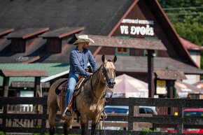 Připouštění AQH Hollywood Buckskin - 3