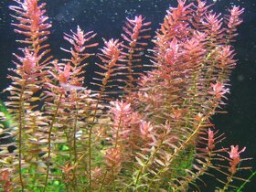 Akvarijni rostlinky (Rotala Rotundifolia) - 3