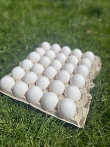 Prodej domácích vajec - 3