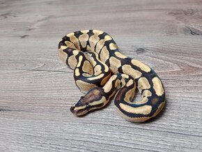 Mláďata krajta královská (Python regius) - 3