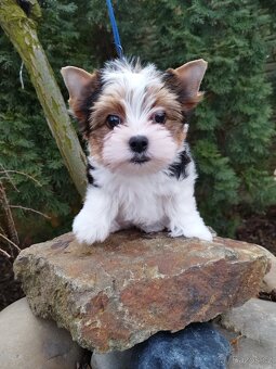 Jorkšírsky terrier - Yorkšírský terrier s pp - 3