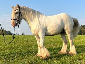 Irsky cob - prodáno - 3