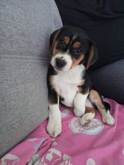 Beagle - 3